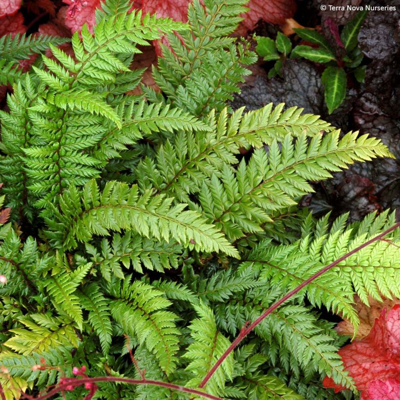 Polystichum polyblepharum Shiny Holly Fern - Lace Fern (Plant habit)