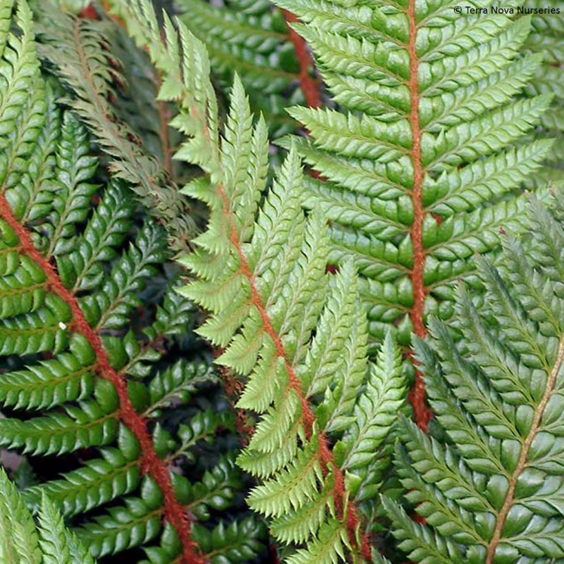 Polystichum polyblepharum Shiny Holly Fern - Lace Fern (Foliage)