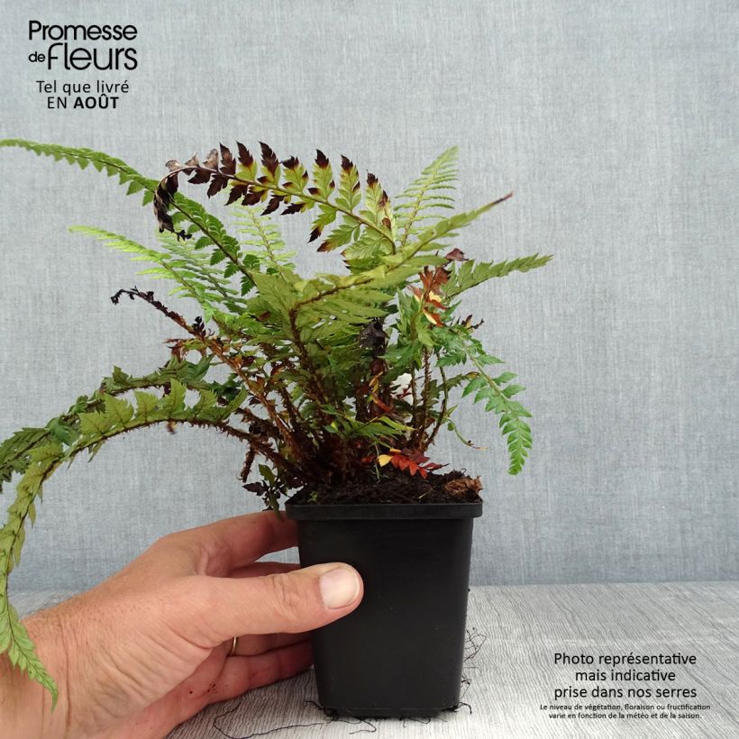 Polystichum polyblepharum Shiny Holly Fern - Lace Fern 8/9 cm pot sample as delivered in summer