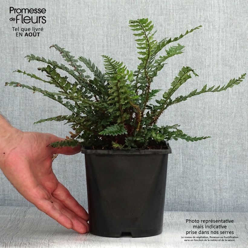 Polystichum polyblepharum Shiny Holly Fern - Lace Fern 2L/3L pot sample as delivered in summer