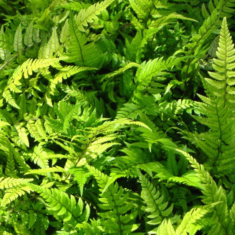 Polystichum tsus-simense - Korean Rock Fern (Foliage)