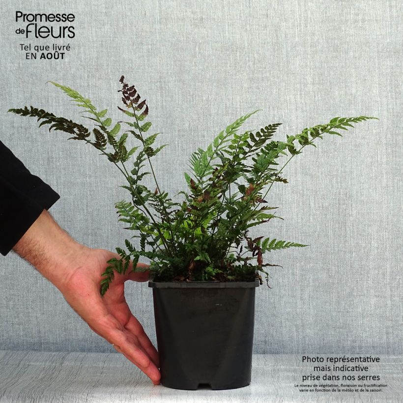 Polystichum tsus-simense - Korean Rock Fern 2L/3L pot sample as delivered in summer