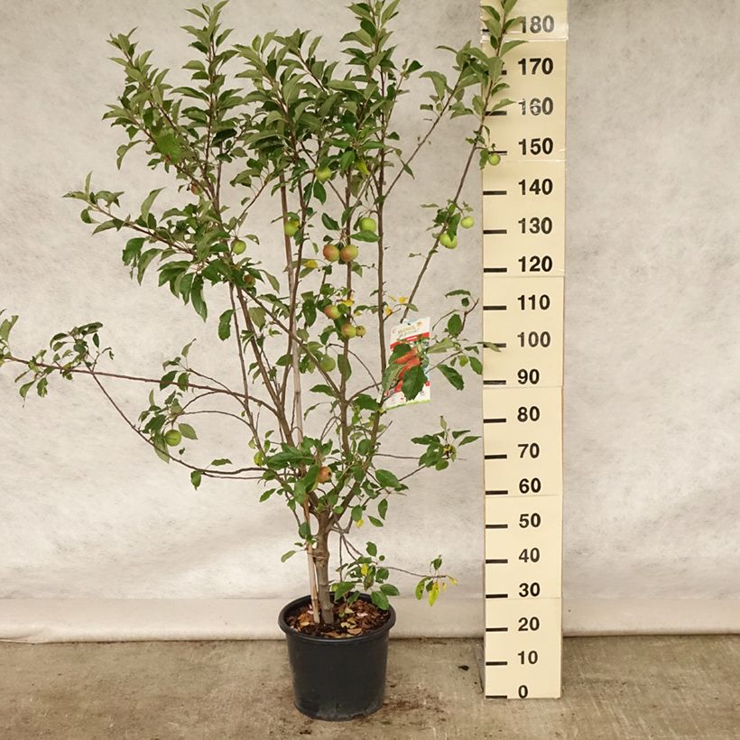 Apple Tree Antares - Malus domestica 7.5L/10L pot, Goblet sample as delivered in summer