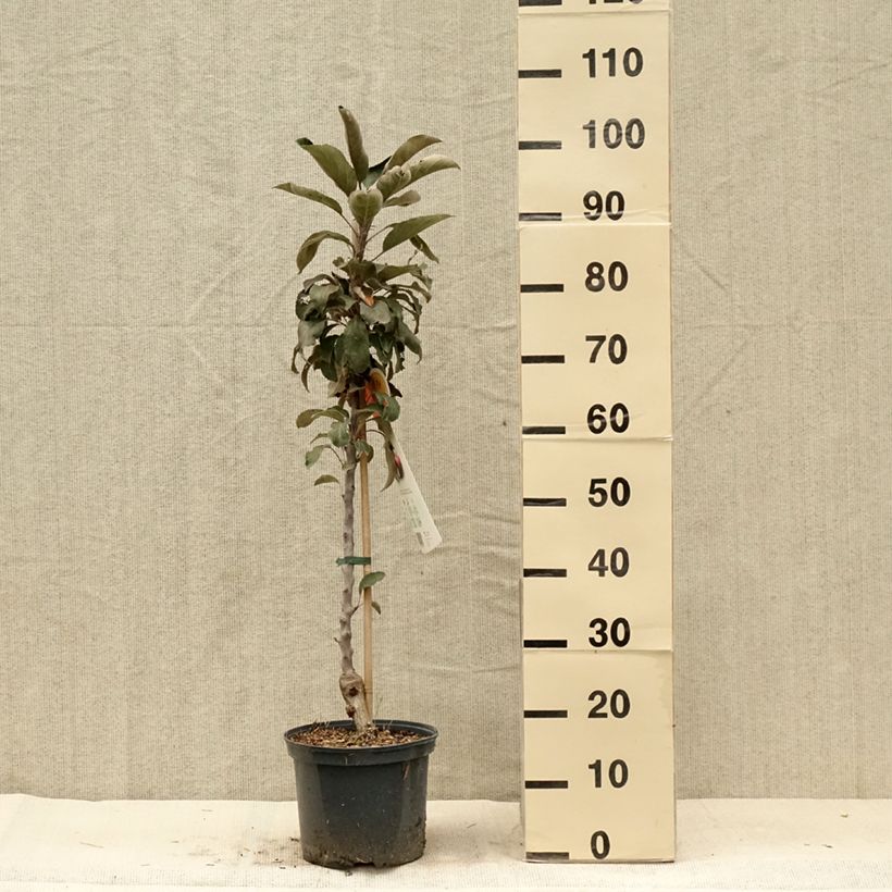 Malus Ballerina Red Leaf - Ballerina Apple Tree 4L/5L pot sample as delivered in summer