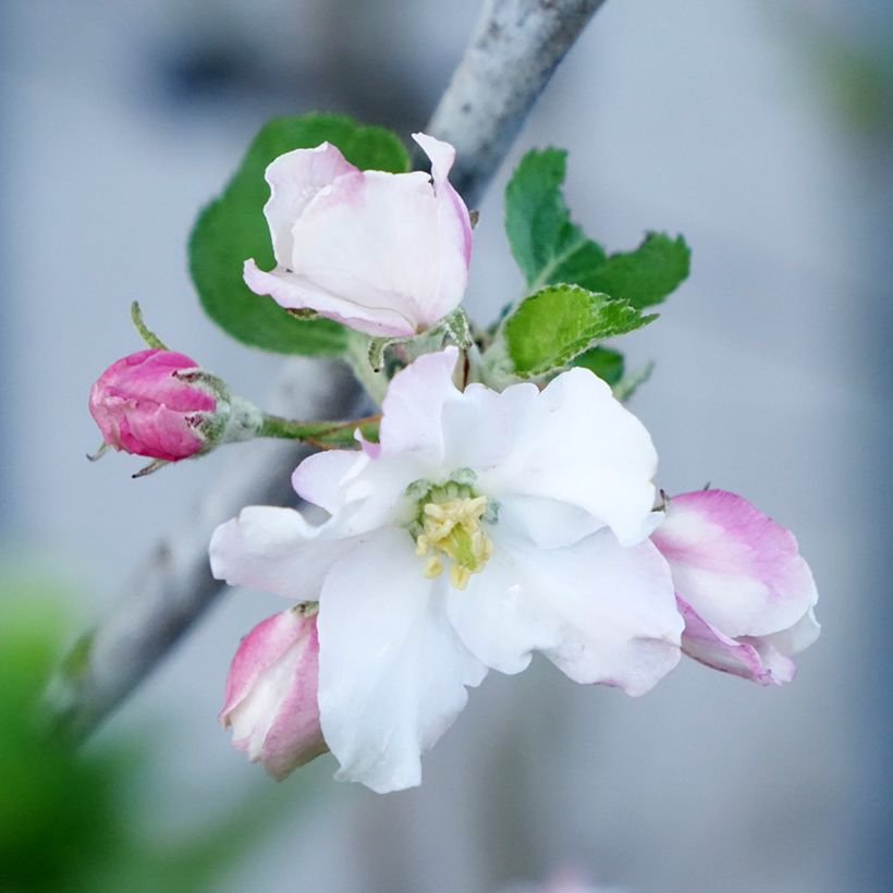 Organic Apple Tree Belle de Boskoop - Malus domestica (Flowering)