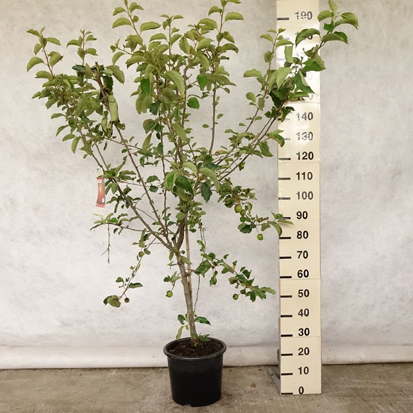 Apple Tree Belle de Boskoop - Malus domestica 7.5L/10L pot, Goblet sample as delivered in summer