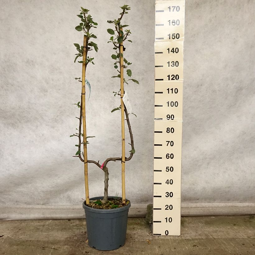 Apple Tree Belle de Boskoop - Malus domestica 7.5L/10L pot, Single u-shaped espalier sample as delivered in autumn
