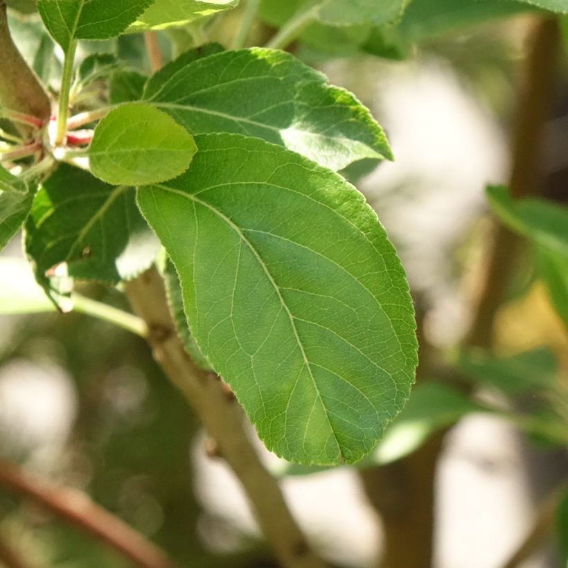 Red-fleshed Apple Tree Blush Rosette - Malus domestica (Foliage)