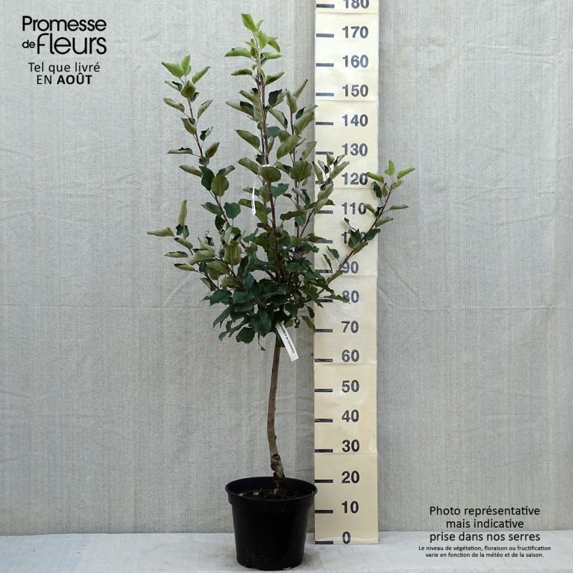 Apple Tree Calville Blanche - Malus domestica 7.5L/10L pot, Goblet sample as delivered in summer