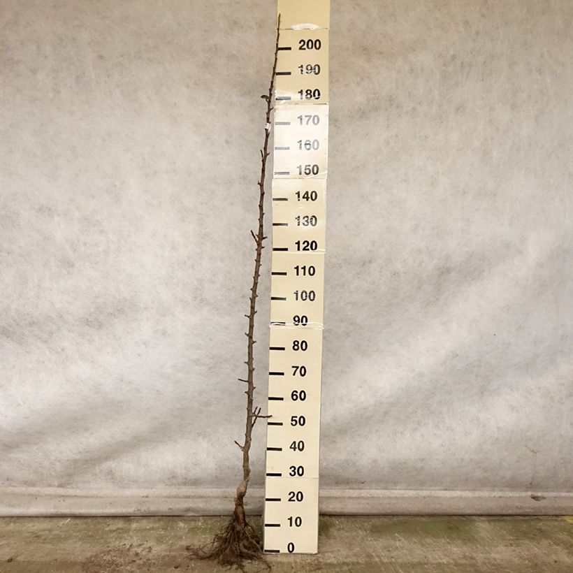 Columnar Apple Tree Chenonceau - Georges Delbard Bare root, Columnar sample as delivered in autumn