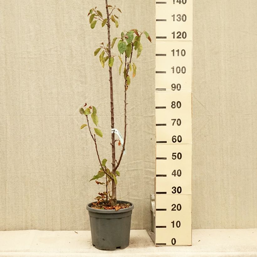 Columnar Apple Tree Ballerina Maypole - Malus domestica 7.5L/10L pot, Columnar sample as delivered in summer