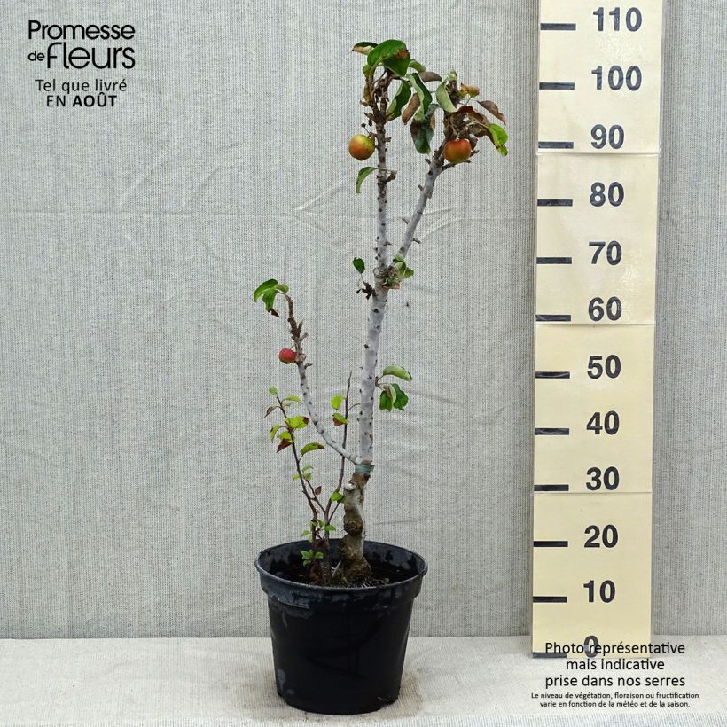 Columnar Apple Tree Ballerina Waltz - Malus domestica 7.5L/10L pot, Columnar sample as delivered in summer