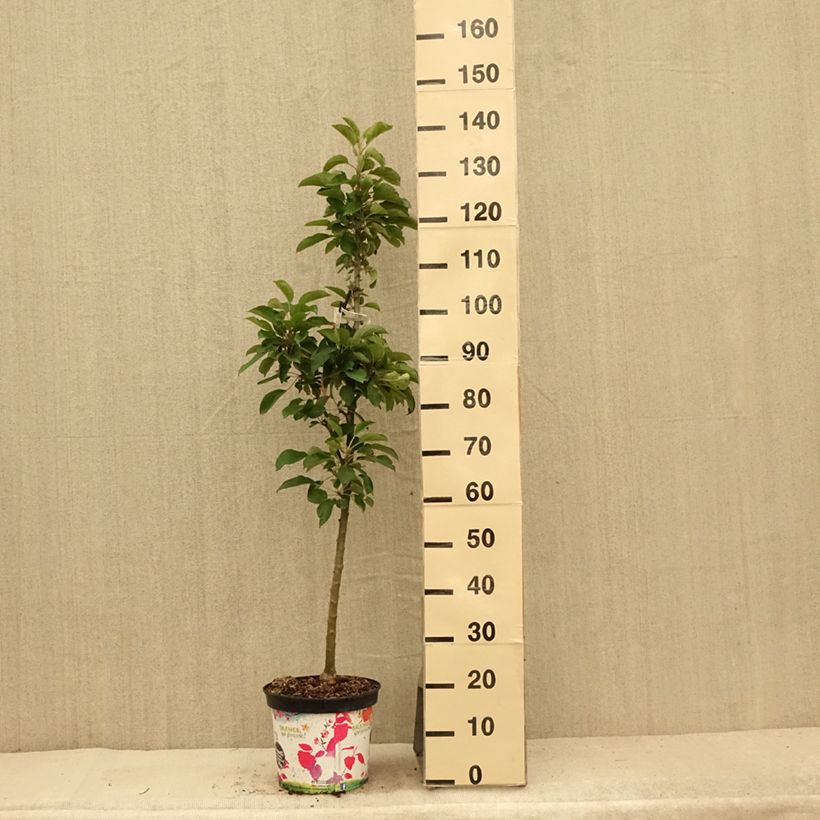 Columnar Apple Tree Rhapsodie - Malus domestica 6L/7L pot, Columnar sample as delivered in summer