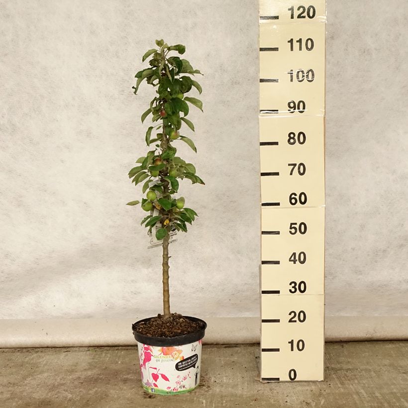 Columnar Apple Tree Rondo - Malus domestica 6L/7L pot, Columnar sample as delivered in summer