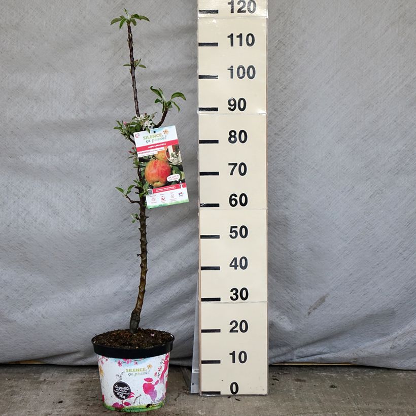 Columnar Apple Tree Rondo - Malus domestica sample as delivered in spring