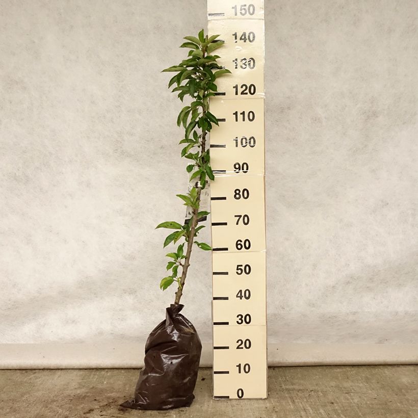 Columnar Apple Tree Courson - Malus domestica Ready-to-plant root ball, Columnar sample as delivered in summer