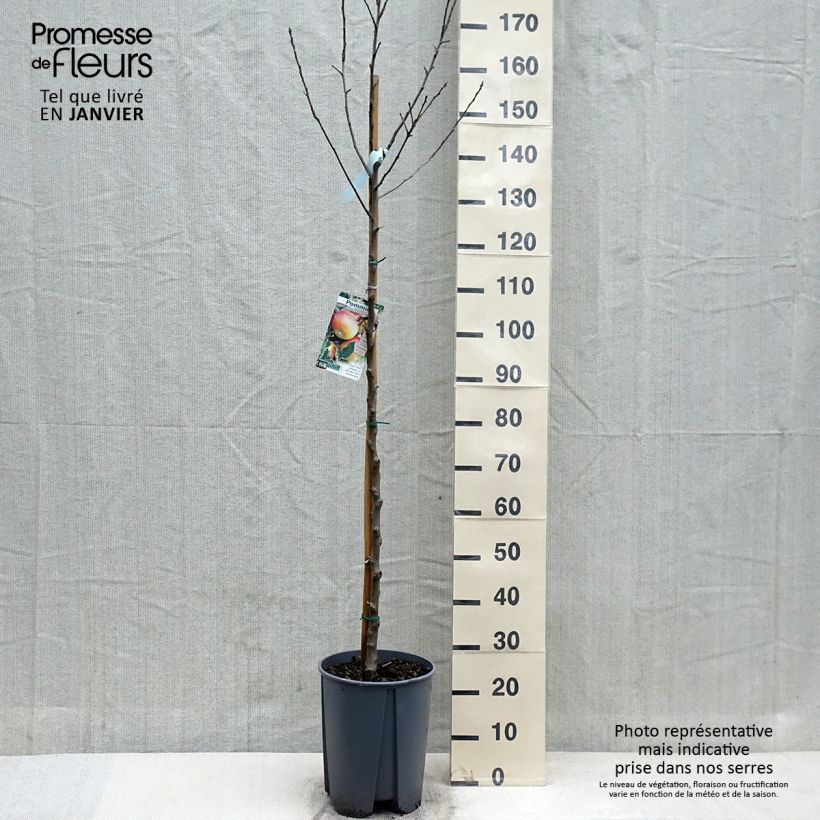 Apple Tree Cox's Orange Pippin - Malus domestica 7.5L/10L pot, Half standard sample as delivered in autumn