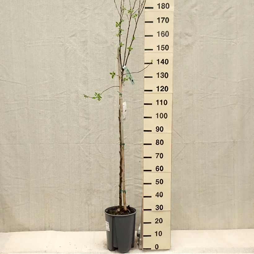 Apple Tree Cox's Orange Pippin - Malus domestica sample as delivered in spring
