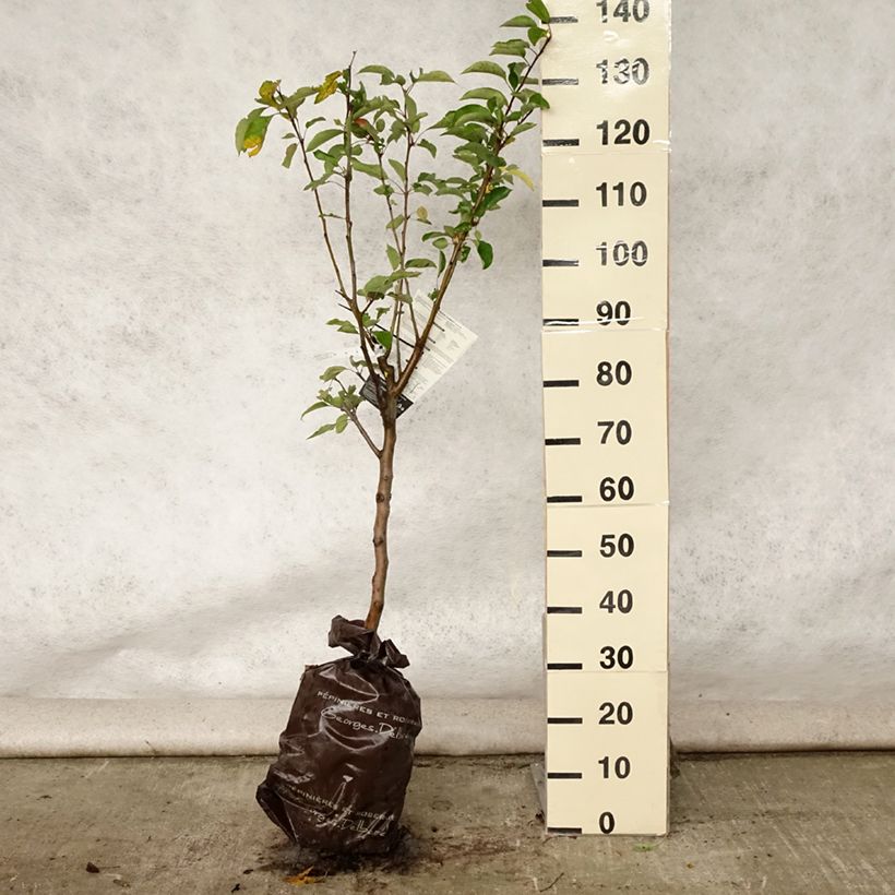 Apple Tree Cybele - Malus domestica Ready-to-plant root ball, Goblet sample as delivered in summer