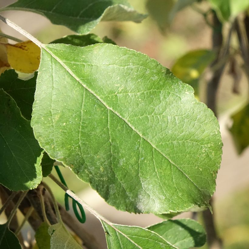 Apple Tree Cybele - Malus domestica (Foliage)
