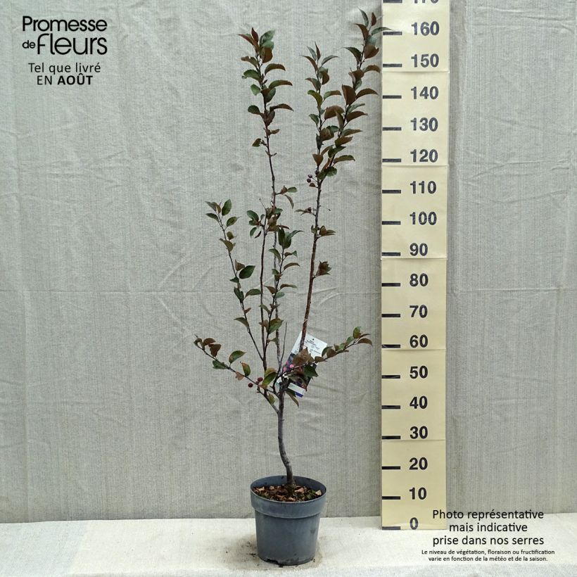 Malus Dark Rosaleen - Crab Apple 6L/7L pot sample as delivered in summer