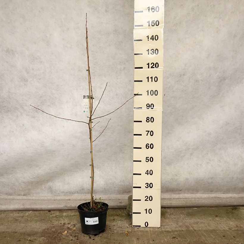 Malus robusta Dolgo - Crabapple 4L/5L pot sample as delivered in autumn