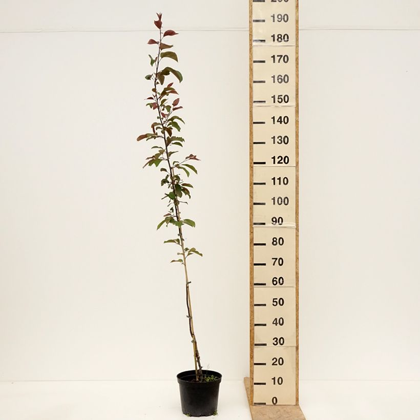 Malus purpurea Eleyi - Purple Crabapple 4L/5L pot sample as delivered in spring
