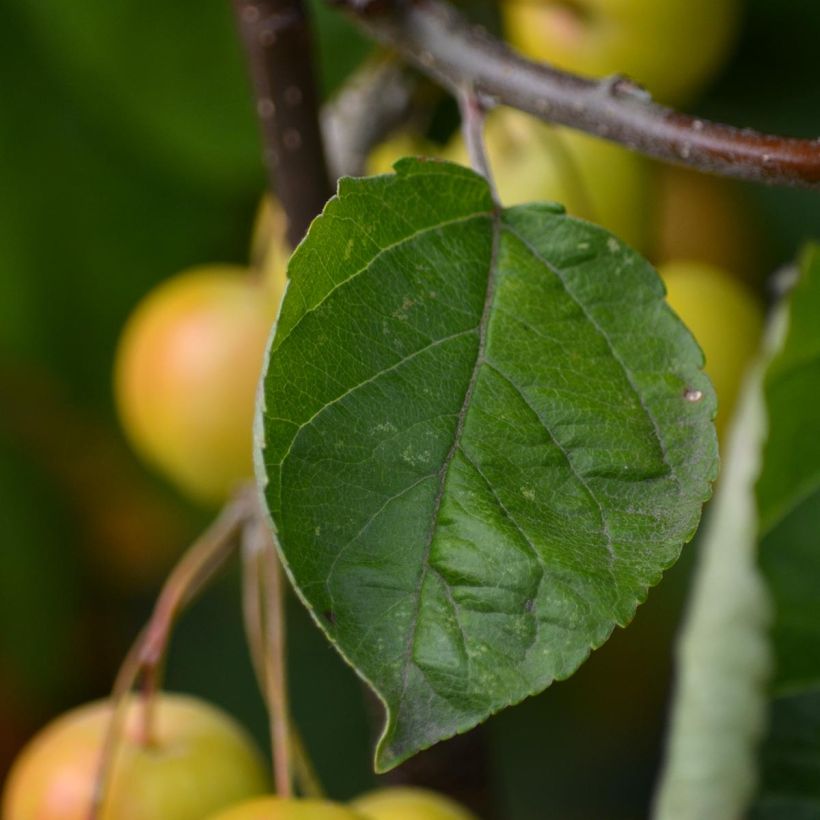 Malus zumi Golden Hornet - Crab Apple (Foliage)