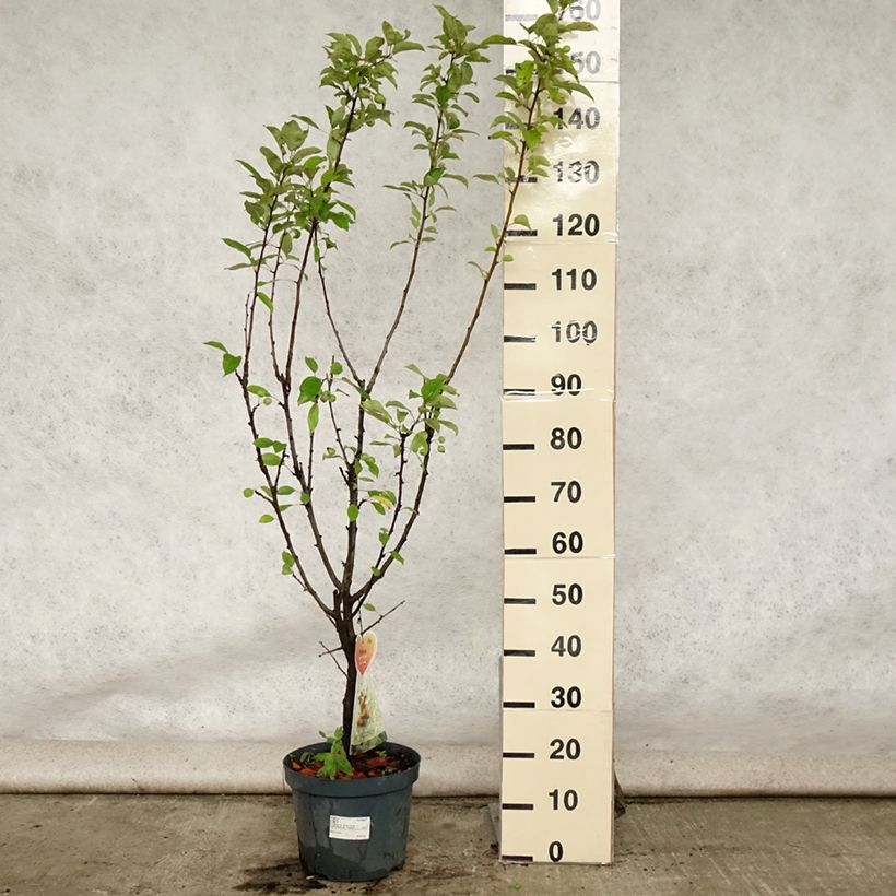 Malus zumi Golden Hornet - Crab Apple 7.5L/10L pot sample as delivered in summer