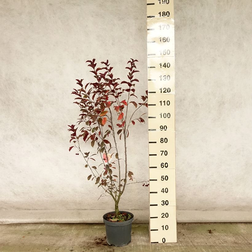 Malus hybrida Liset - Crab Apple 7.5L/10L pot sample as delivered in summer