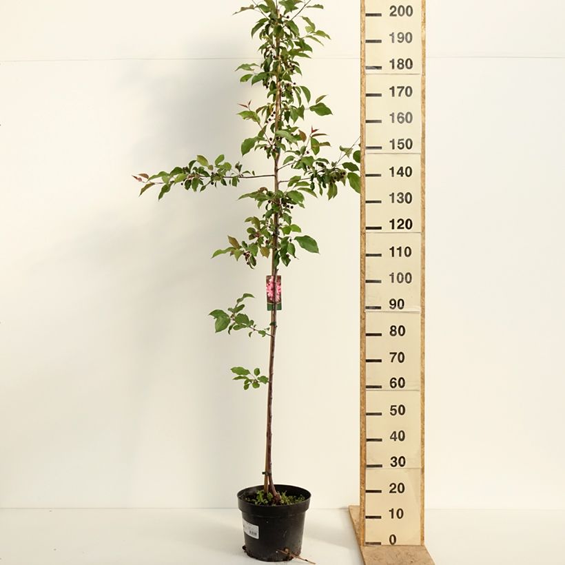 Malus x purpurea Ola - Purple Crabapple 7.5L/10L pot sample as delivered in spring