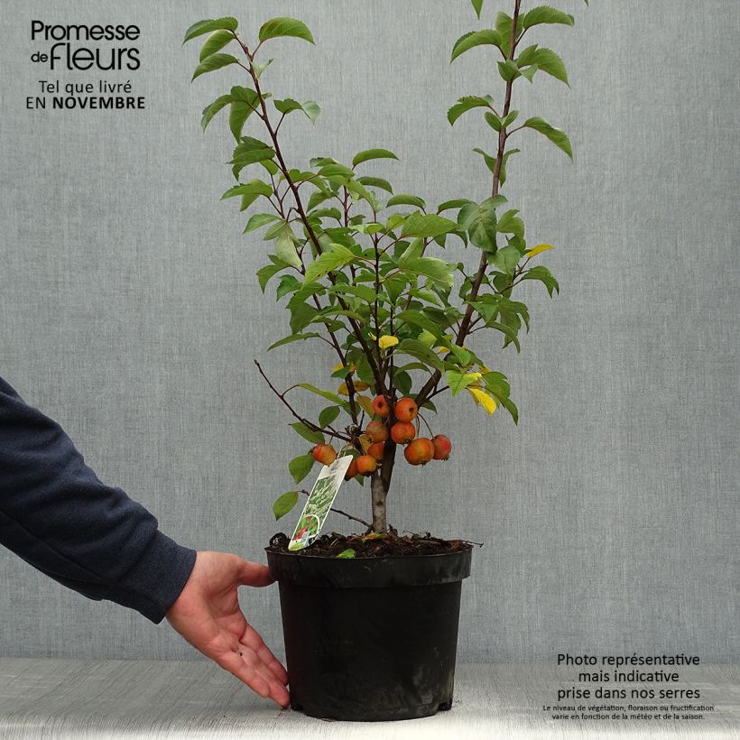 Malus Evereste - Crab Apple 3L/4L pot sample as delivered in autumn