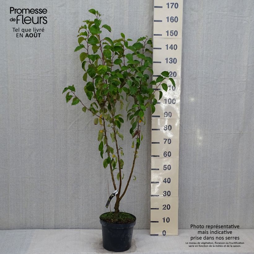 Malus Evereste - Crab Apple 7.5L/10L pot sample as delivered in summer