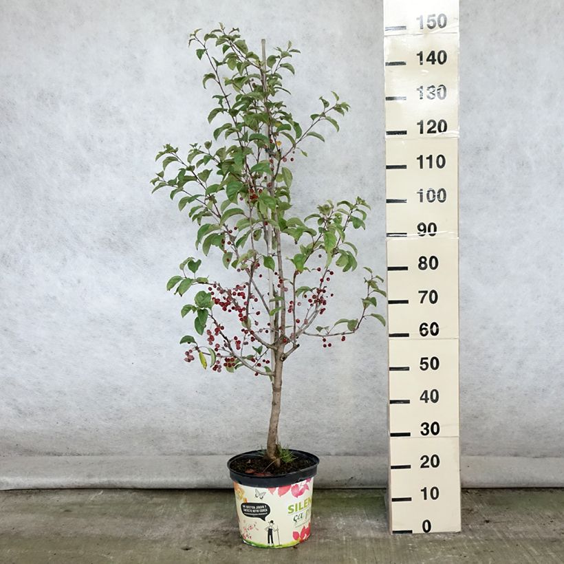 Malus Red Jewel - Crab Apple 7.5L/10L pot sample as delivered in summer
