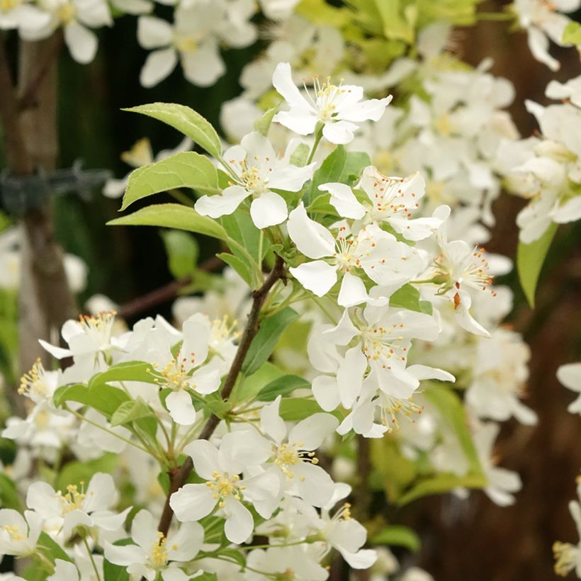 Malus Red Jewel - Crab Apple (Flowering)