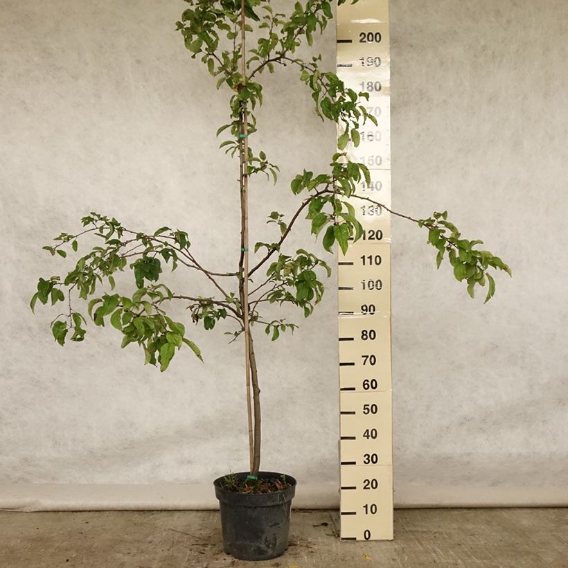 Malus Red Sentinel - Crab Apple 7.5L/10L pot sample as delivered in summer