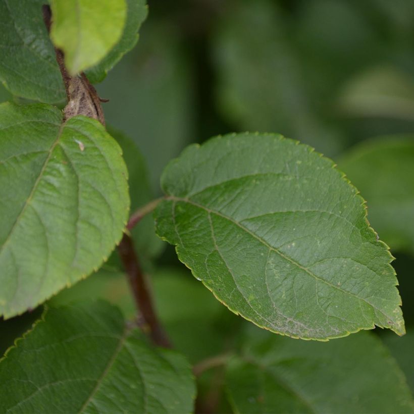 Malus Red Sentinel - Crab Apple (Foliage)