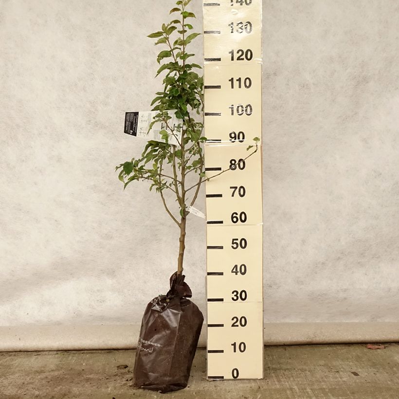 Apple Tree Celeste - Georges Delbard Ready-to-plant root ball, Goblet sample as delivered in summer