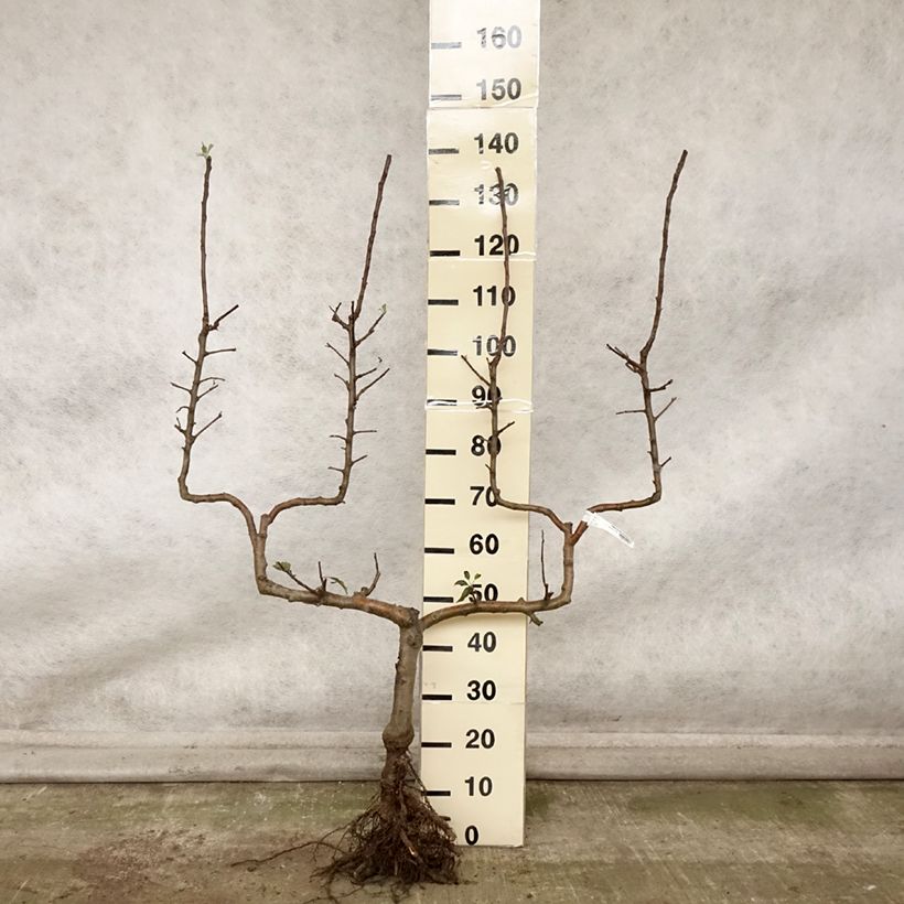 Apple Tree Celeste - Georges Delbard Bare root, Double u-shaped espalier sample as delivered in autumn