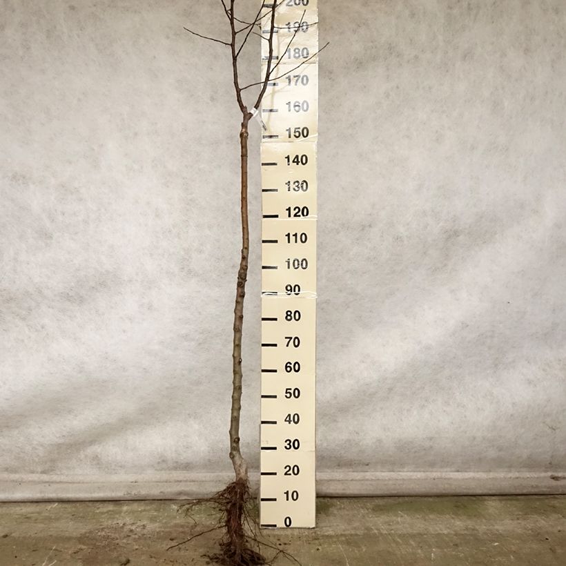 Apple Tree Divine - Malus domestica Bare root, Half standard sample as delivered in autumn