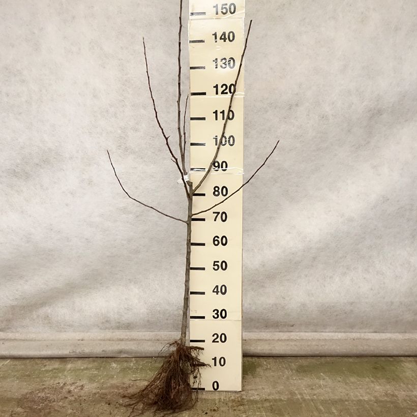 Apple Tree Divine - Malus domestica Bare root, Goblet sample as delivered in autumn