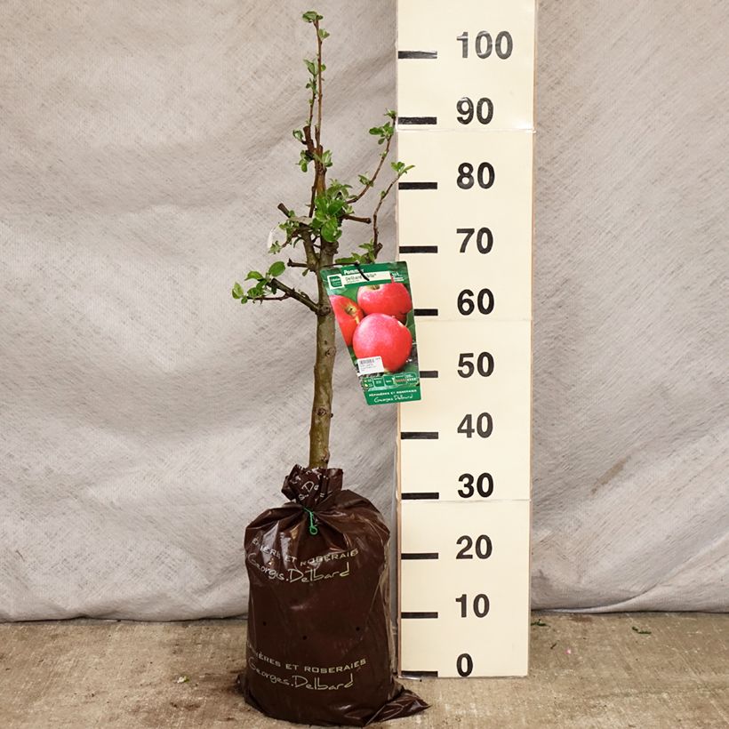 Apple Tree Delbard Jubilee - Malus domestica Ready-to-plant root ball, Goblet sample as delivered in spring