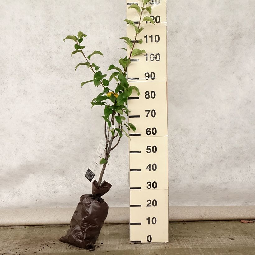 Apple Tree Delbarestivale - Malus domestica Ready-to-plant root ball, Goblet sample as delivered in summer