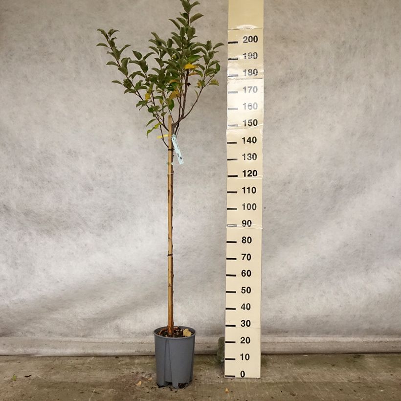 Apple Tree Elstar - Malus domestica 7.5L/10L pot, Half standard sample as delivered in autumn