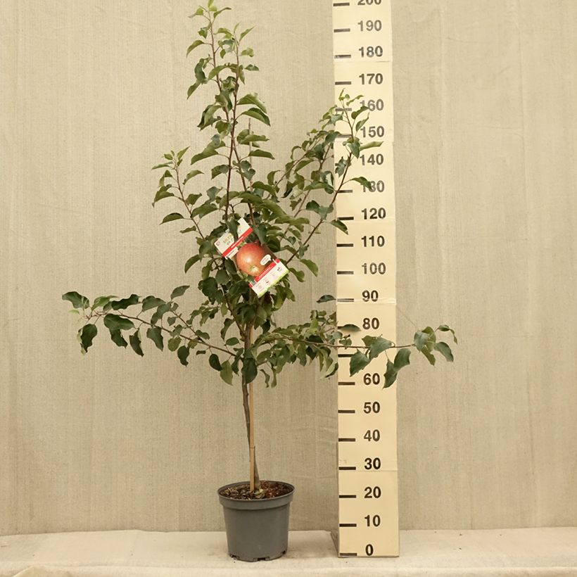 Apple Tree Fuji - Malus domestica 7.5L/10L pot, Goblet sample as delivered in summer