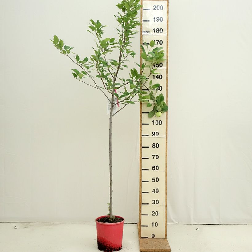Apple Tree Fuji - Malus domestica 7.5L/10L pot, Half standard sample as delivered in summer