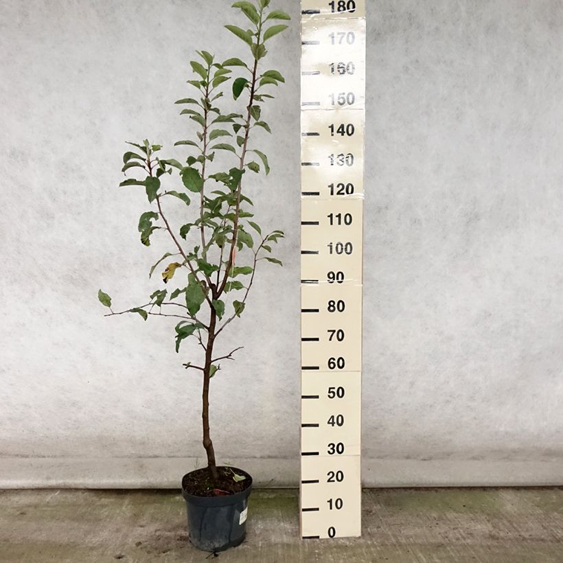 Apple Tree Gala - Malus domestica 7.5L/10L pot, Goblet sample as delivered in summer