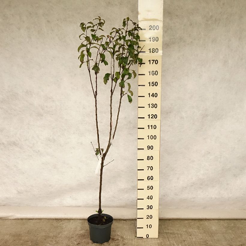 Apple Tree Gloster - Malus domestica 7.5L/10L pot, Goblet sample as delivered in summer