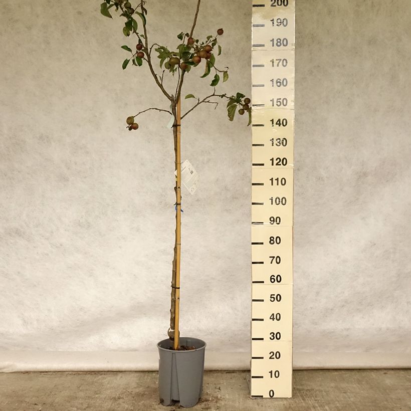 Malus domestica Golden Delicious - Golden Delicious Apple 7.5L/10L pot, Goblet sample as delivered in summer