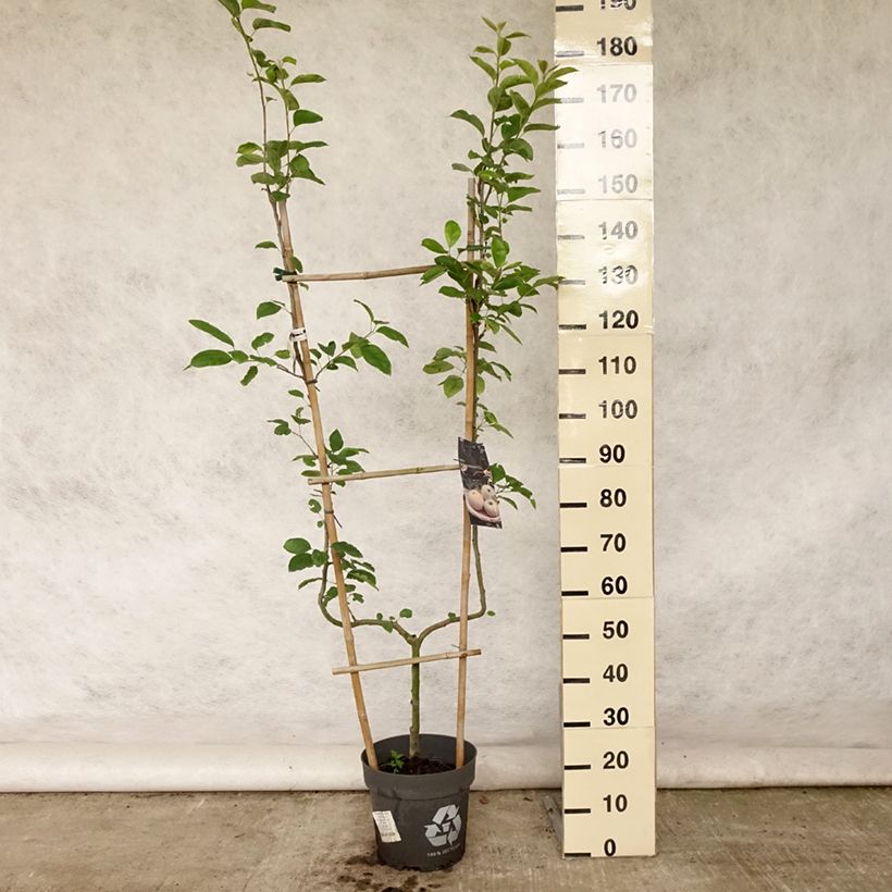 Malus domestica Golden Delicious - Golden Delicious Apple 7.5L/10L pot, Single u-shaped espalier sample as delivered in summer